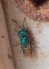Trichrysis cyanea